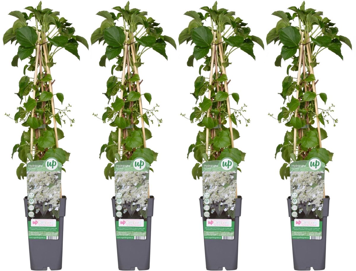4x - Hydrangea petiolaris - ↨65cm - Ø15