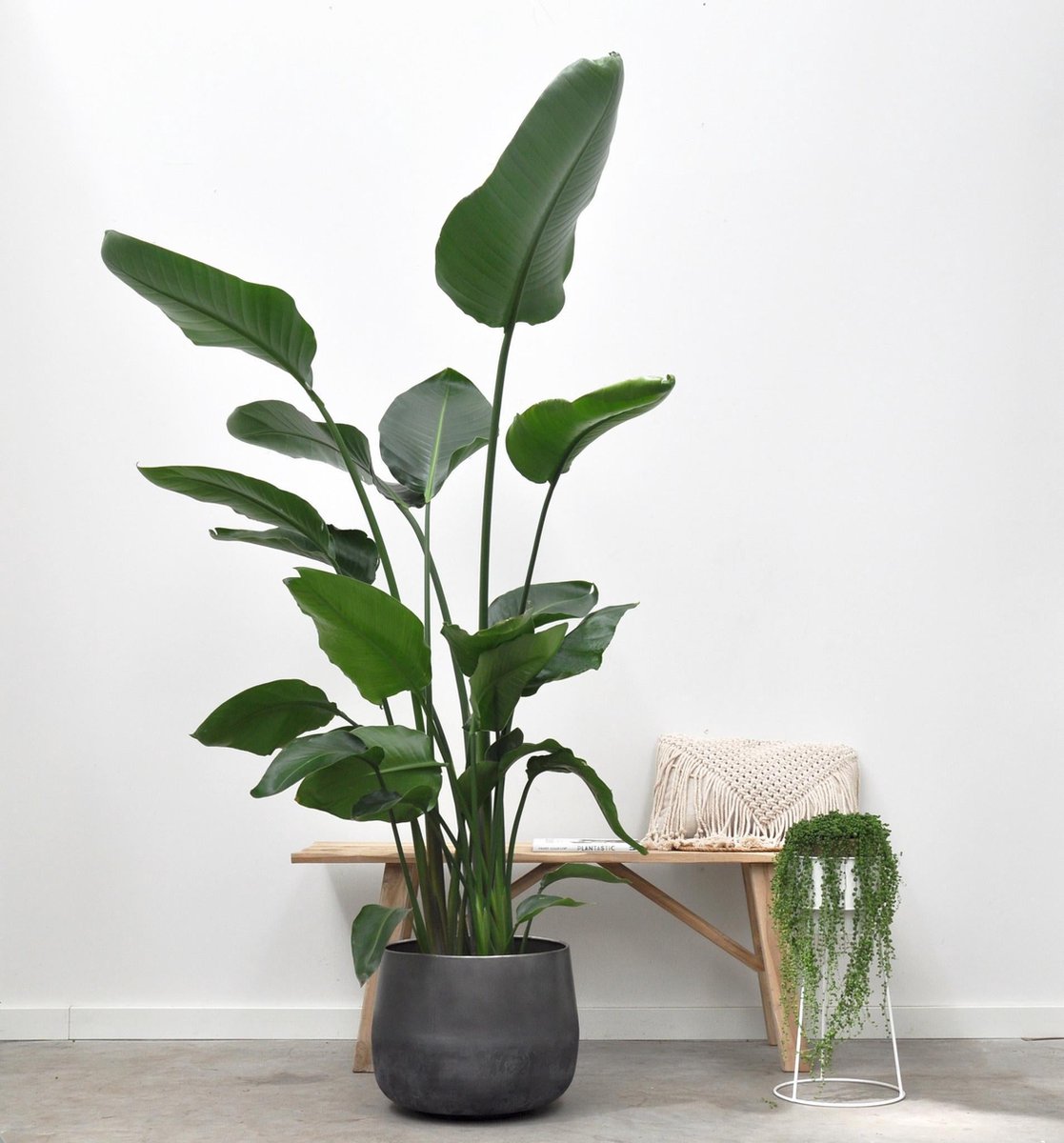 Strelitzia Nicolai - 170 cm - ⌀30