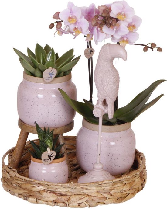 Foto: Kolibri company gift set romantic plantenset met roze phalaenopsis orchidee en succulenten incl keramieken sierpotten 