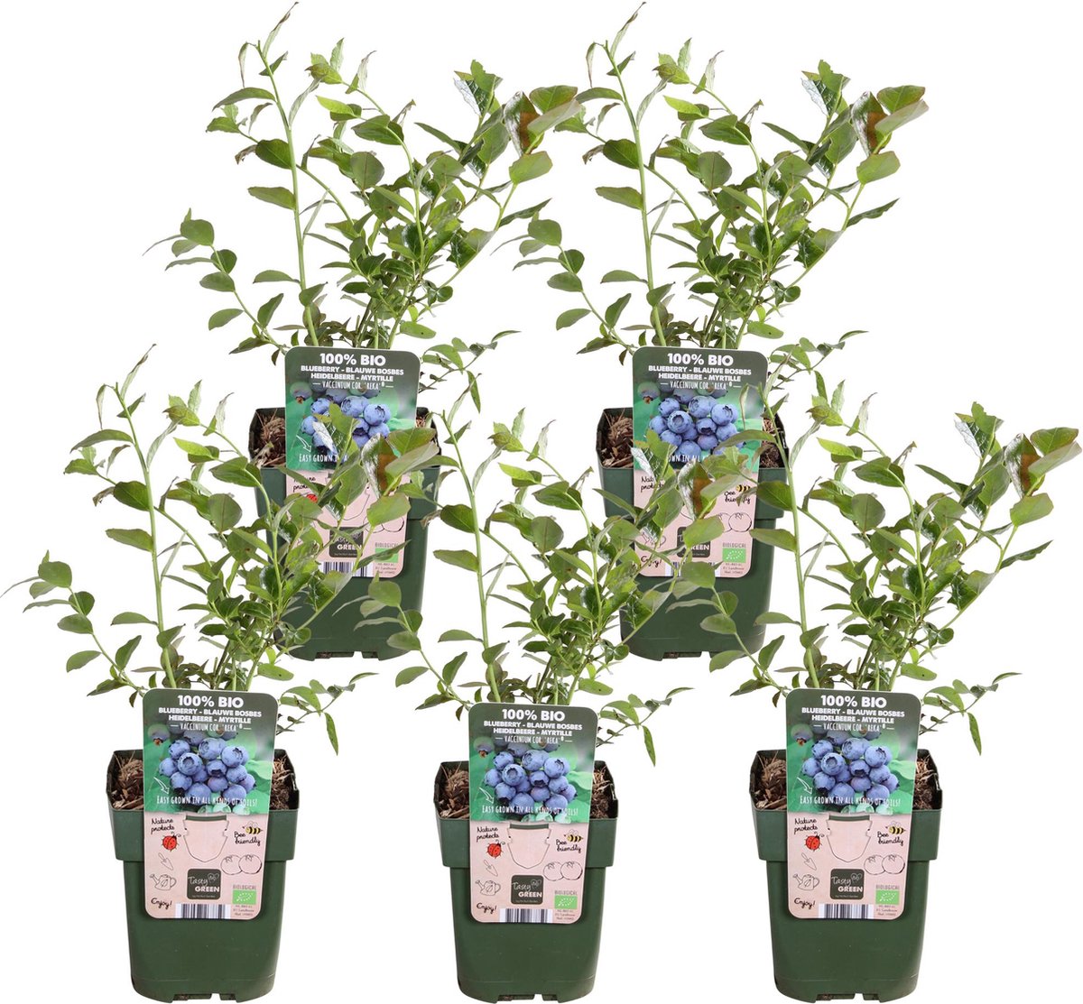 5 Stuks, Blauw Bes,Fruitstruik, bloemkleur creme/licht roze, Kleur Bes lichtblauw, Vaccinium corymbosum Reka - ↨45cm - Ø13