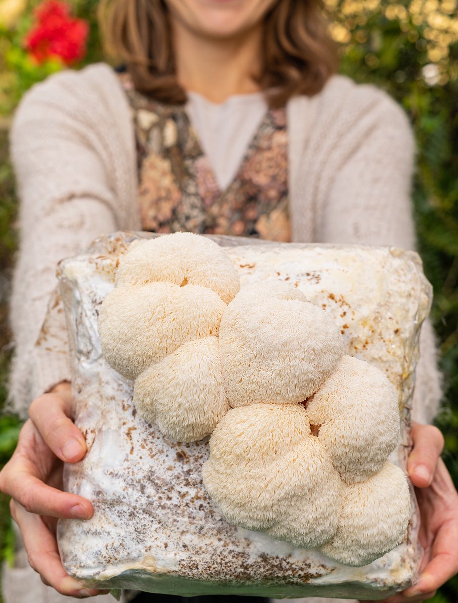 100 gram broed voor Pruikzwam / Lion's mane - Zelf Lion's mane kweken - Broed voor Hericium erinaceus