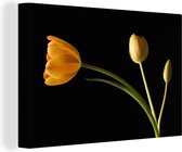 Canvas Schilderij Gele tulpen met een zwarte achtergrond - 60x40 cm - Wanddecoratie