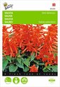 Vuursalie Sint Jansvuur - Salvia splendens