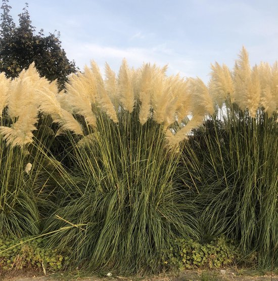 Foto: 6 x cortaderia selloana pampasgras pot 9x9cm