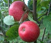 Appelboom - Malus d. Sterappel | Omtrek: 14-18 cm | Hoogte: 350 cm