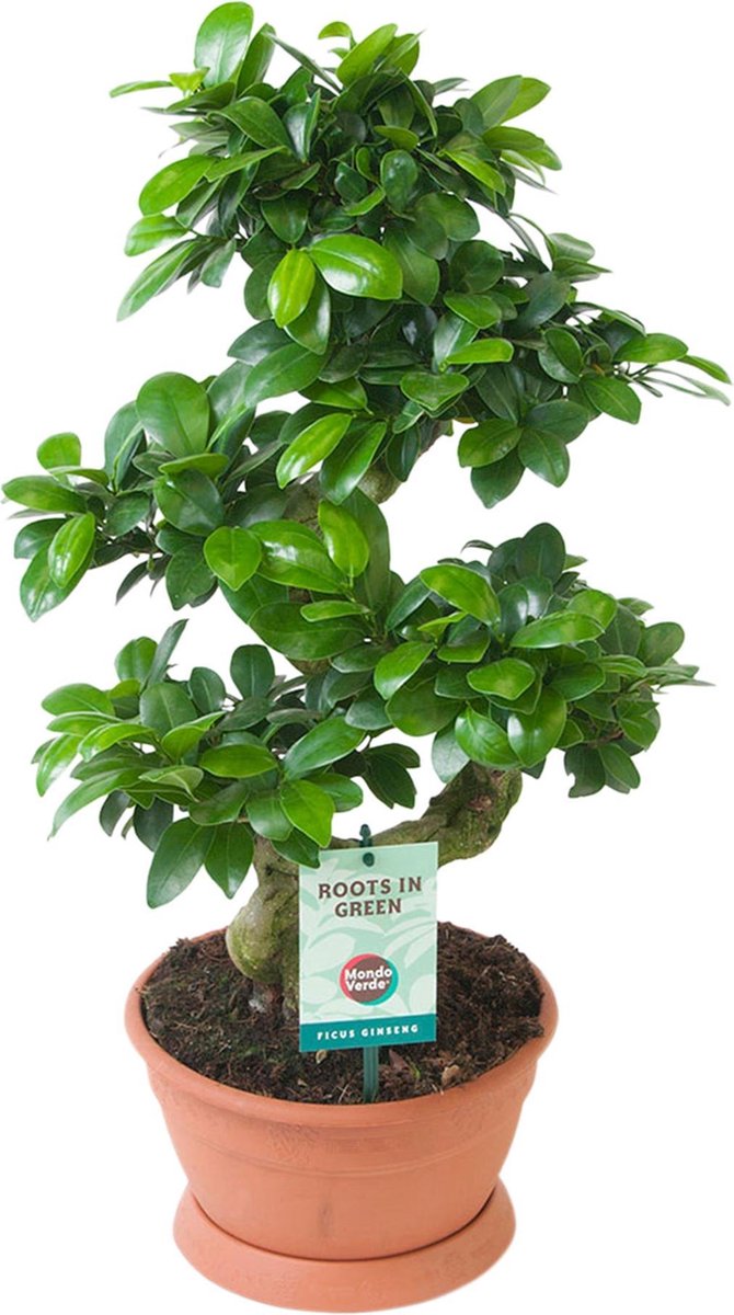 Ficus 'Ginseng' Bonsaiboom Svorm Hoogte 5055cm Potmaat Ø 22cm