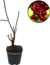 Ribes rubrum 'Rovada' rode aalbes, 9 cm pot