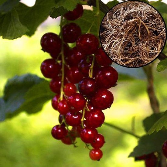 Ribes rubrum ‘Rovada’ rode aalbes, wortelgoed, 1 plant