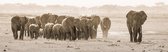 Herd of elephants 150 x 50  - Dibond