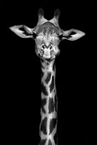 Giraffe 150 x 100  - Plexiglas