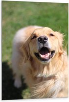 Dibond - Hijgende Hond in het Gras - 80x120cm Foto op Aluminium (Met Ophangsysteem)