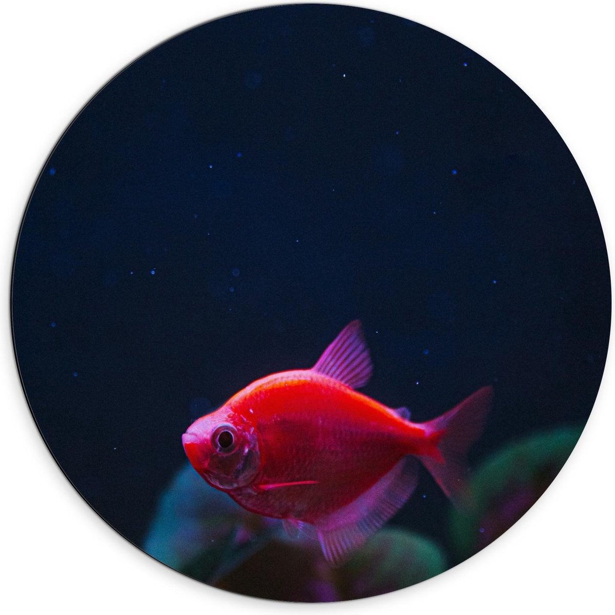 Dibond Wandcirkel - Rood Visje in Aquarium - 70x70cm Foto op Aluminium Wandcirkel (met ophangsysteem)