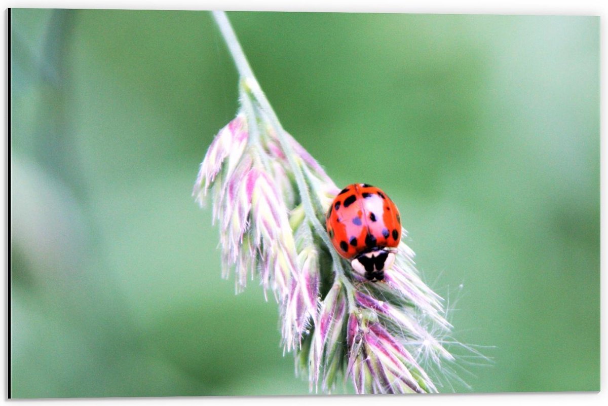 Dibond - Lieveheersbeestje op Paars Plantje - 60x40cm Foto op Aluminium (Met Ophangsysteem)