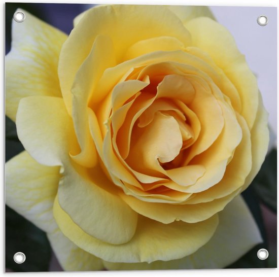 Tuinposter – Wit/Gele Roos (Close up) - 50x50cm Foto op Tuinposter  (wanddecoratie voor buiten en binnen)