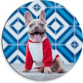 Dibond Wandcirkel - Hond met Rood Truitje voor Blauwe Muur  - 50x50cm Foto op Aluminium Wandcirkel (met ophangsysteem)