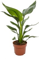 WL Plants - Strelitzia Reginae - Paradijsvogelbloem - Paradijsvogelplant - Kamerplanten - Luchtzuiverende Kamerplanten - ± 40cm hoog - 12cm diameter - in Kweekpot