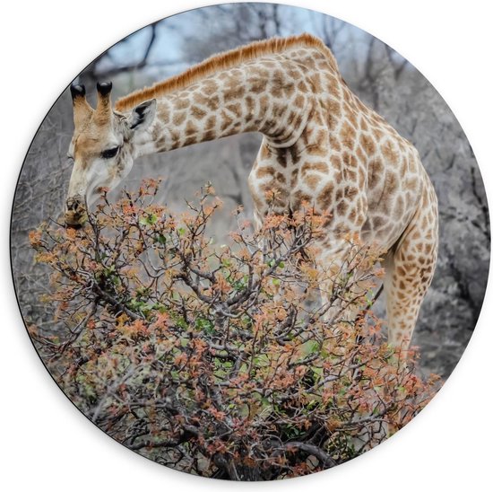 Dibond Wandcirkel - Giraffe bij bomen - Foto op Aluminium Wandcirkel (met ophangsysteem)