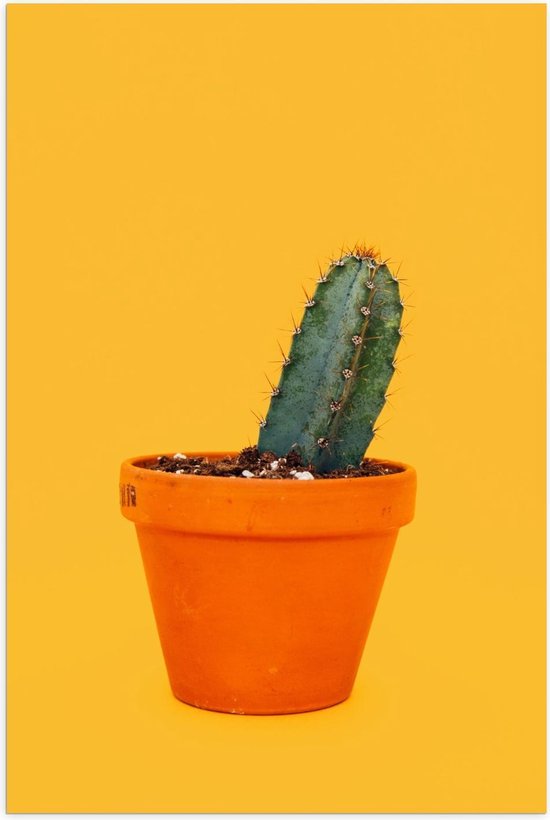 Poster – Cactusplant met Gele Achtergrond in een Potje - 60x90cm Foto op Posterpapier