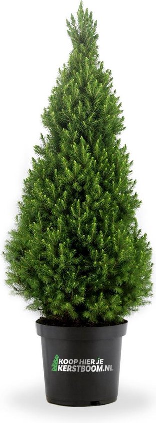 koophierjekerstboom.nl Picea glauca conica 120cm mini kerstboom in pot.