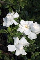 2x Gardenia Crown Jewel - Kaapse Jasmijn in 1 liter pot met planthoogte 10-20cm