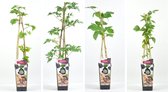 Bramen fruitplanten mix - set van 4 verschillende soorten Zwarte Bramen- hoogte 30 / 40 cm