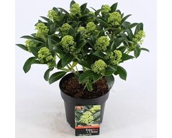 Skimmia Jap. White Globe - Set van 2 - Pot 2 Liter - Crème Groene Bloem - Wintergroen