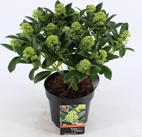 Skimmia Jap. White Globe - Set van 2 - Pot 2 Liter - Crème Groene Bloem - Wintergroen