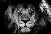 Canvasdoek - Schilderij - Leeuw Lion Bruine Ogen Aan De Muur Natuur - Zwart, Wit En Bruin - 60 X 90 Cm