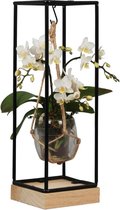 Orchidee | Trésor Wit in Frame  | Living Collection