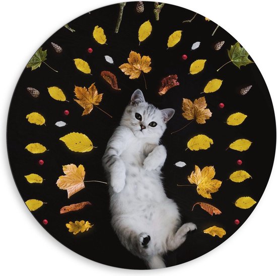 Dibond Wandcirkel - Witte Kitten met Herfstbladeren - 80x80cm Foto op Aluminium Wandcirkel (met ophangsysteem)