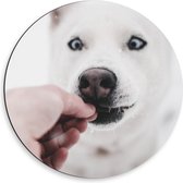 Dibond Wandcirkel - Witte Hond Krijgt Snoepje - 50x50cm Foto op Aluminium Wandcirkel (met ophangsysteem)