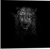 Acrylglas - Hoofd van Luipaard op Zwarte Achtergrond  - 50x50cm Foto op Acrylglas (Met Ophangsysteem)