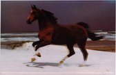 S.Y.W Poster - Galopperend Paard - Bruin