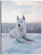 Dibond - Witte Husky met Blauwe Ogen in de Sneeuw - 30x40cm Foto op Aluminium (Wanddecoratie van metaal)