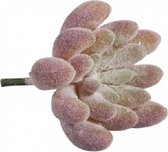 rayer 55752000 mini vetplant 4x5cm.
