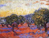 Vincent Van Gogh - Uliveto Kunstdruk 30x24cm
