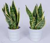WL Plants - 2x Sansevieria Laurentii - Vrouwentong - Kamerplanten - Gemakkelijk Te Verzorgen - ± 40cm hoog – 12 cm diameter - In Witte Pot