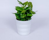 Coffea Arabica - Koffieplant - in witte pot