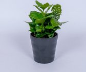 Coffea Arabica - Koffieplant - in zwarte pot