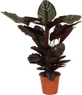 Calathea sanderiana  'Ornata'' XL - Calathea kamerplant - Grote luchtzuiverende plant - ↑ 80-90 cm - Pot Ø19cm