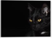 Acrylglas - Zwarte Kat op Zwarte Achtergrond  - 40x30cm Foto op Acrylglas (Met Ophangsysteem)