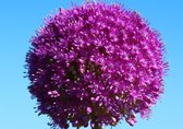 3 X ALLIUM / SIERUI GIGANTEUM. MAAT 24 +