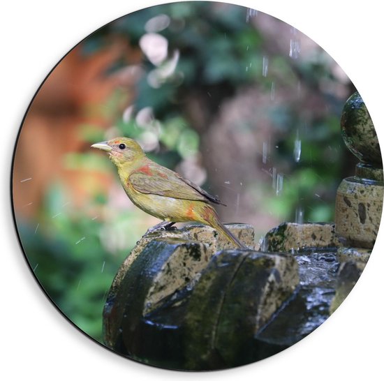 Dibond Wandcirkel - Vogeltje aan het Badderen in Fontijn  - 40x40cm Foto op Aluminium Wandcirkel (met ophangsysteem)