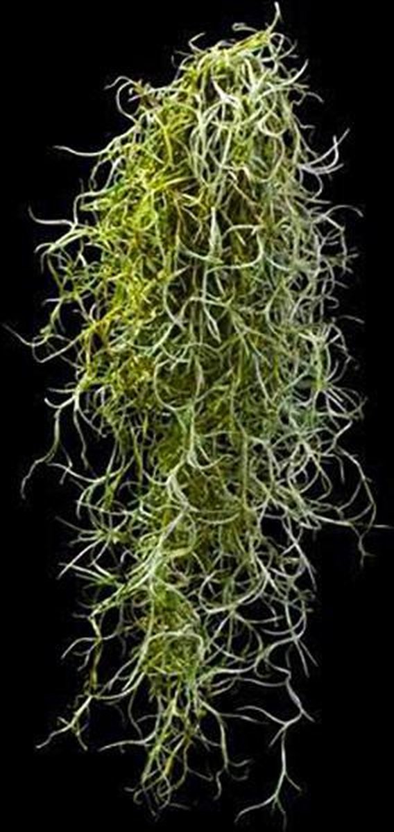 Tillandsia Usneoides Luchtplant - Spaans Mos ↑ 60 - 70 cm kopen