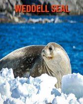 Weddell Seal