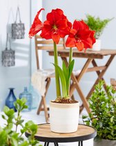 Amazing Amaryllis - Red Tiger® 5 bollen