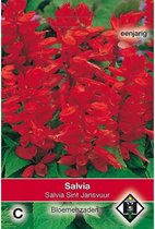 Van Hemert - Vuursalie Sint Jansvuur (Salvia splendens)