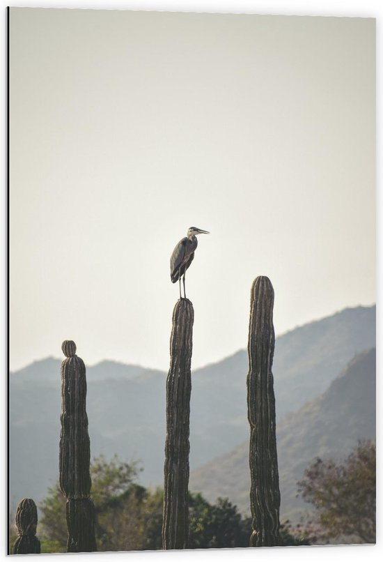 Dibond - Reiger op Cactussen - 60x90cm Foto op Aluminium (Met Ophangsysteem)