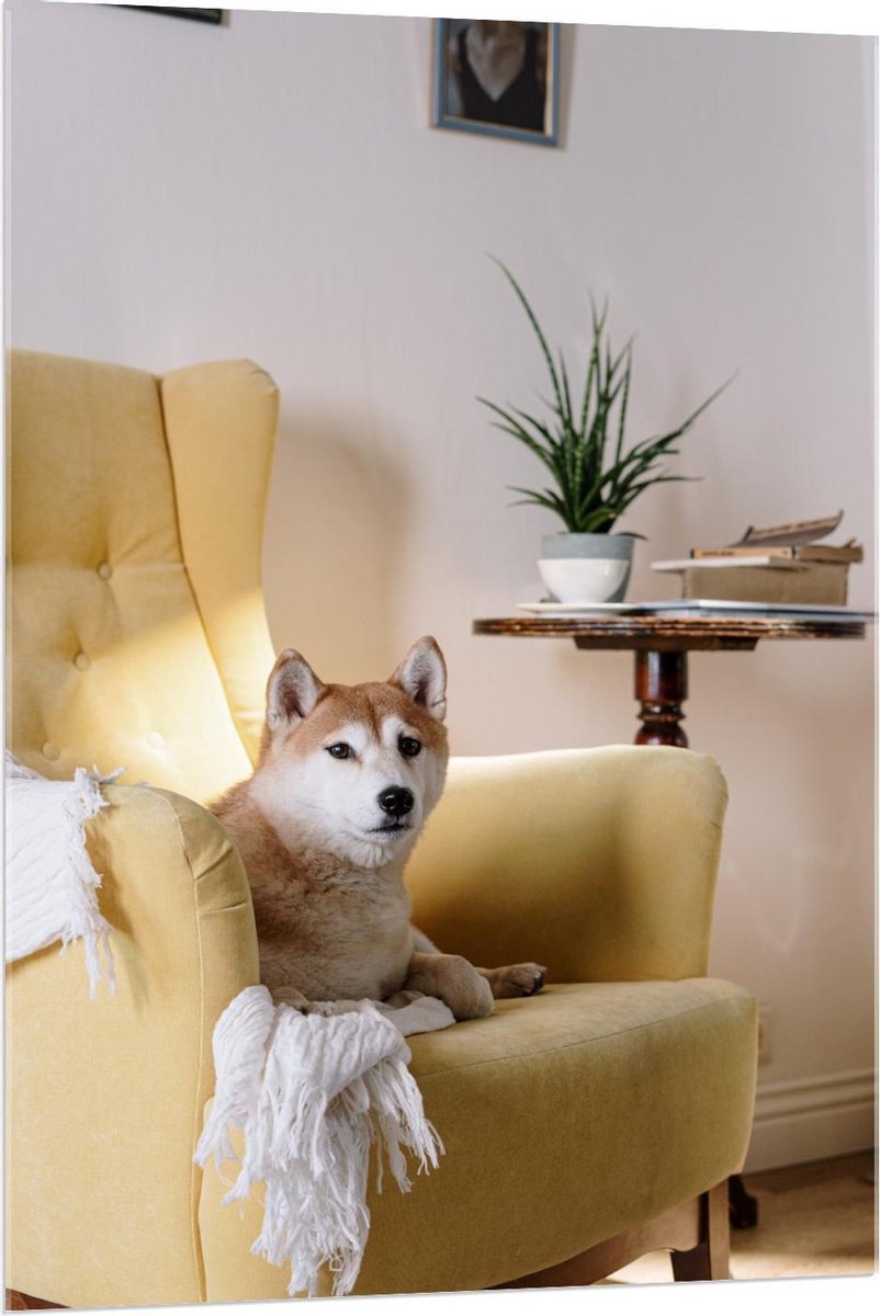 Plexiglas - Shiba inu Hond op Gele Stoel - 80x120cm Foto op Plexiglas (Wanddecoratie op Plexiglas)
