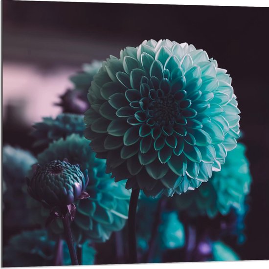 Dibond - Blauwe Bloemen met Paarse Tinten  - 80x80cm Foto op Aluminium (Wanddecoratie van metaal)
